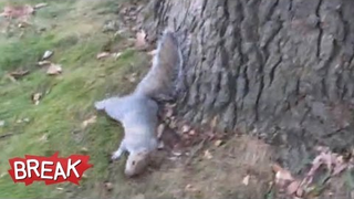 Saturday Night Social: That Time Dan Harmon Got Fired And A Squirrel Got Drunk